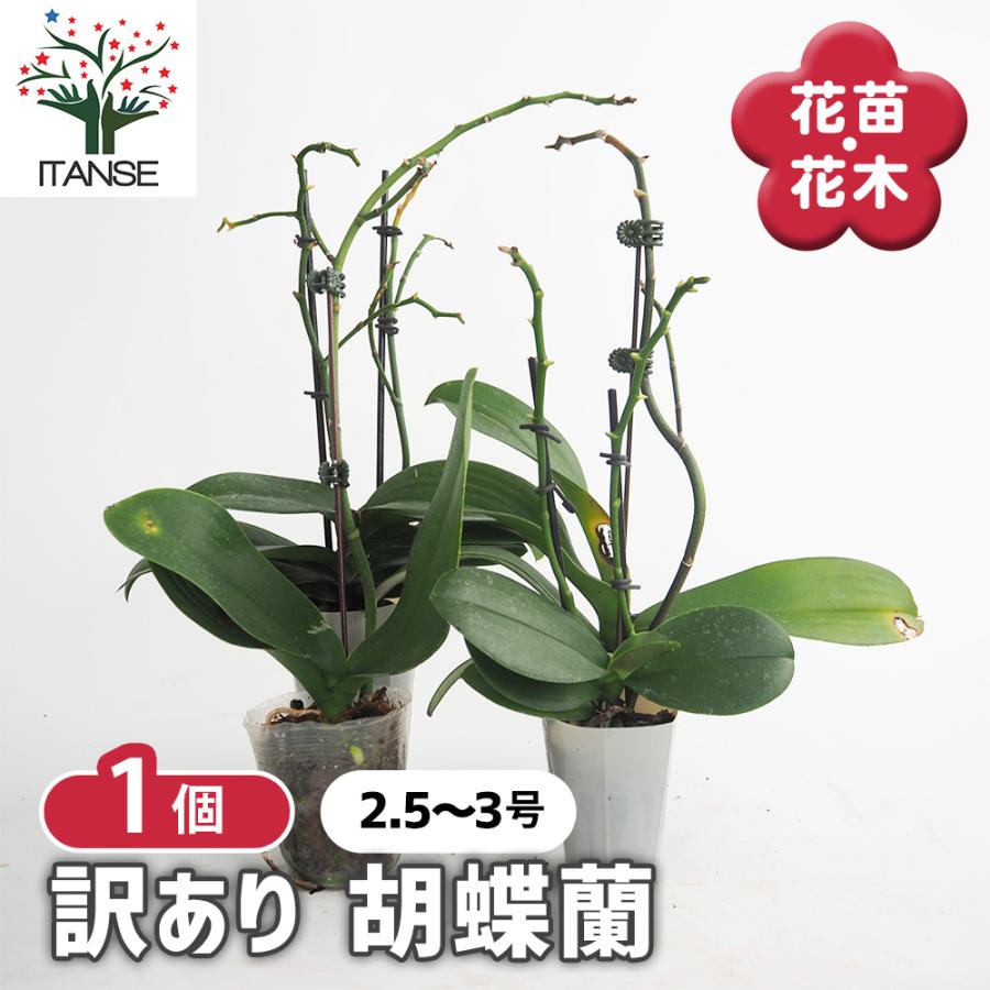 胡蝶蘭 ミディ 訳あり 花苗 /1個売り ラン科 ファレノプシス