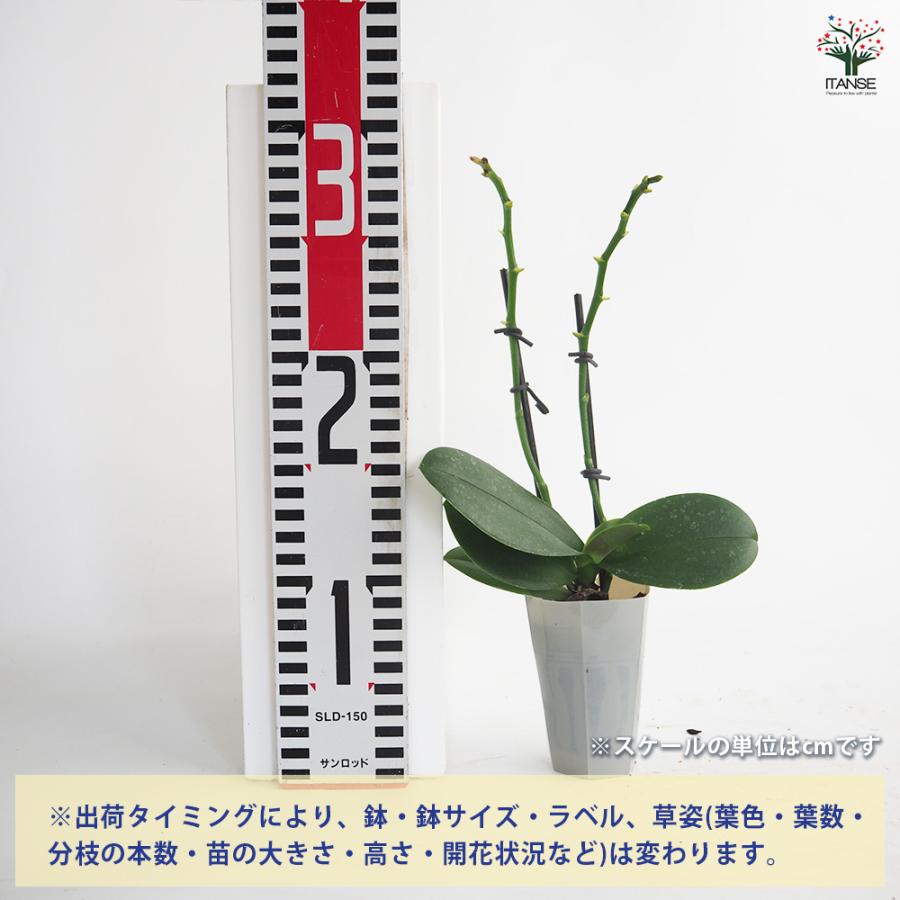 【訳あり】胡蝶蘭開花株　スペシオサ　セルレア（コルク着生） ミディ胡蝶蘭（コルク着生）品種名:サ「蘭」のアルバム-みんなの