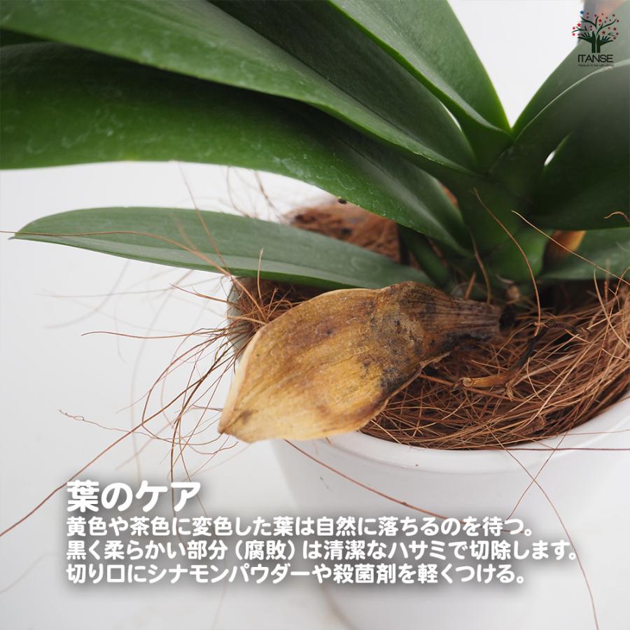 胡蝶蘭 ミディ 訳あり 花苗 /1個売り ラン科 ファレノプシス