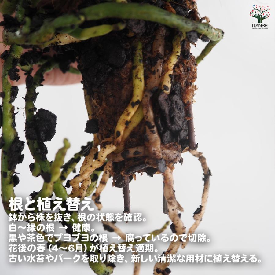 胡蝶蘭 ミディ 訳あり 花苗 /1個売り ラン科 ファレノプシス