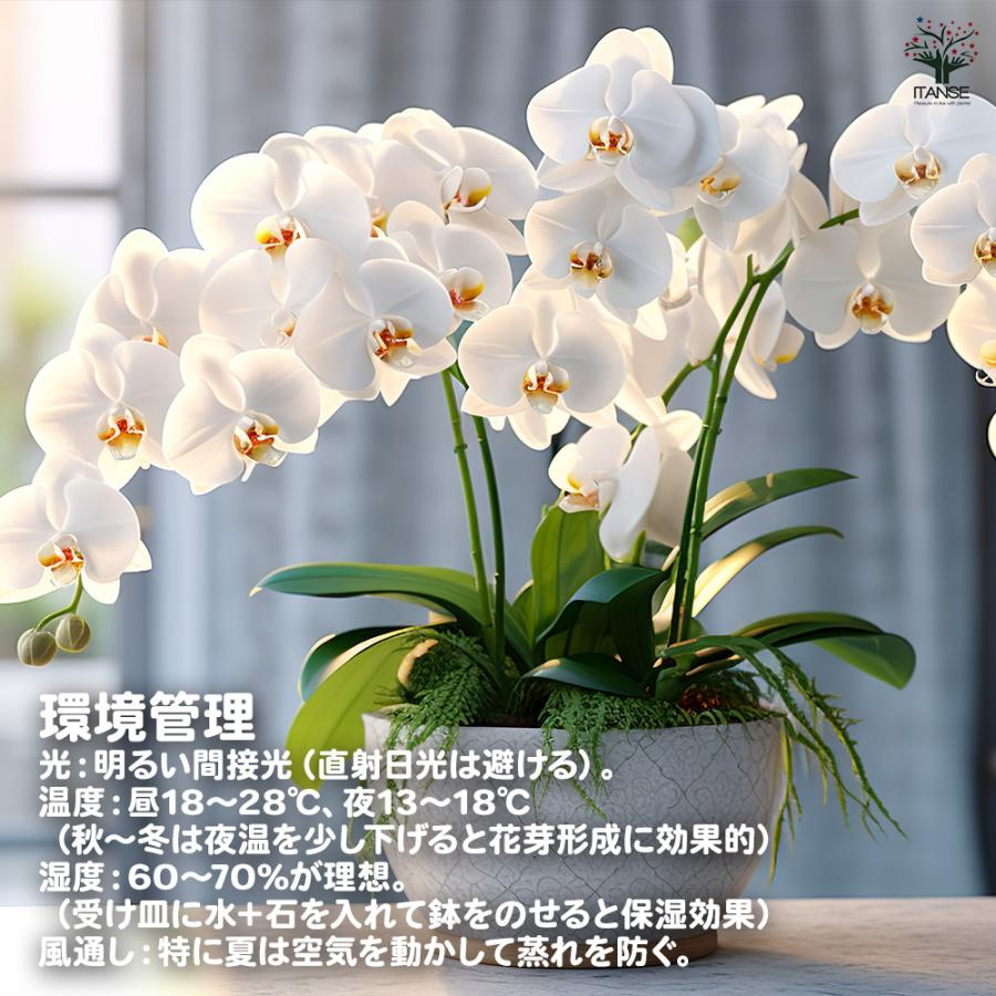 胡蝶蘭 ミディ 訳あり 花苗 /1個売り ラン科 ファレノプシス