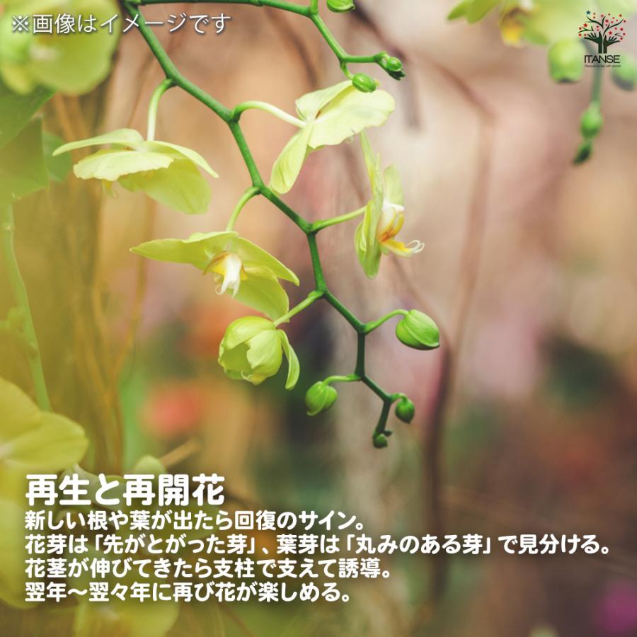 胡蝶蘭 ミディ 訳あり 花苗 /1個売り ラン科 ファレノプシス