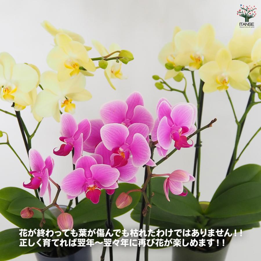 胡蝶蘭 ミディ 訳あり 花苗 /1個売り ラン科 ファレノプシス