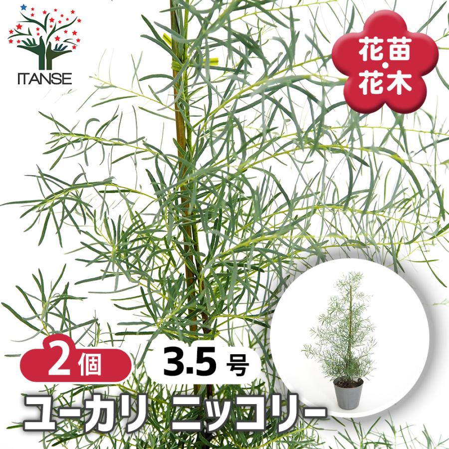 ユーカリ ニッコリー 花木苗 3.5号/お買い得2個セット ユーカリの苗 