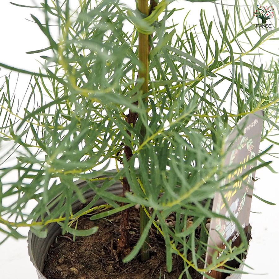 ユーカリ ニッコリー 花木苗 3.5号/お買い得2個セット ユーカリの苗