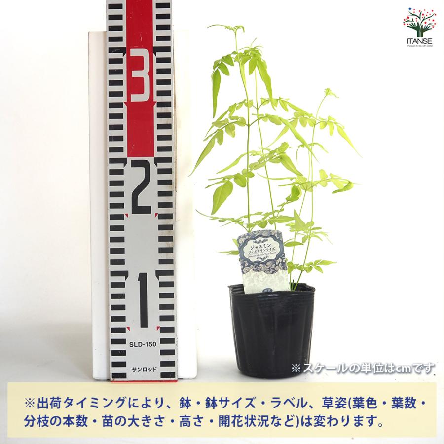 ジャスミン フィオナサンライズ 花木苗 3号/お買い得9個セット 花苗 花