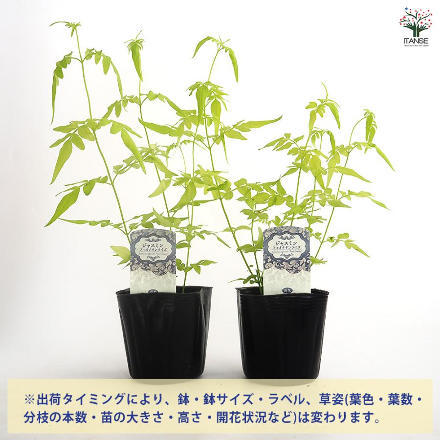 ジャスミン フィオナサンライズ 花木苗 3号/お買い得9個セット 花苗 花