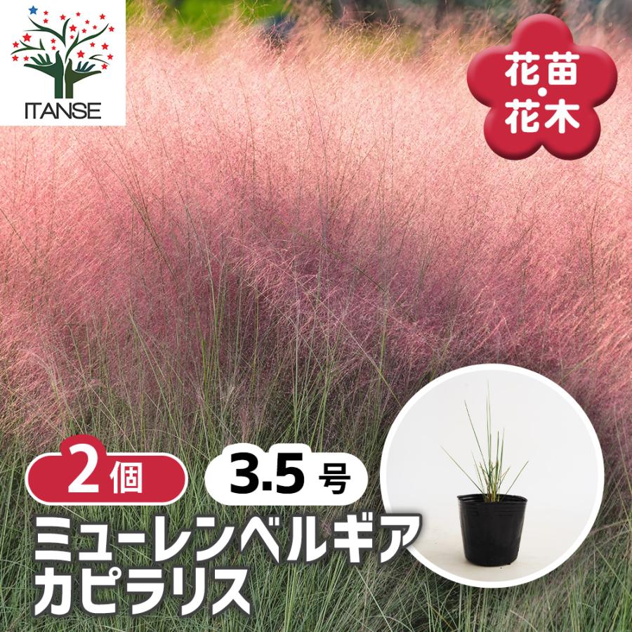 ミューレンベルギア カピラリス 花苗 3.5号/1個売り 苗 花の苗 花木