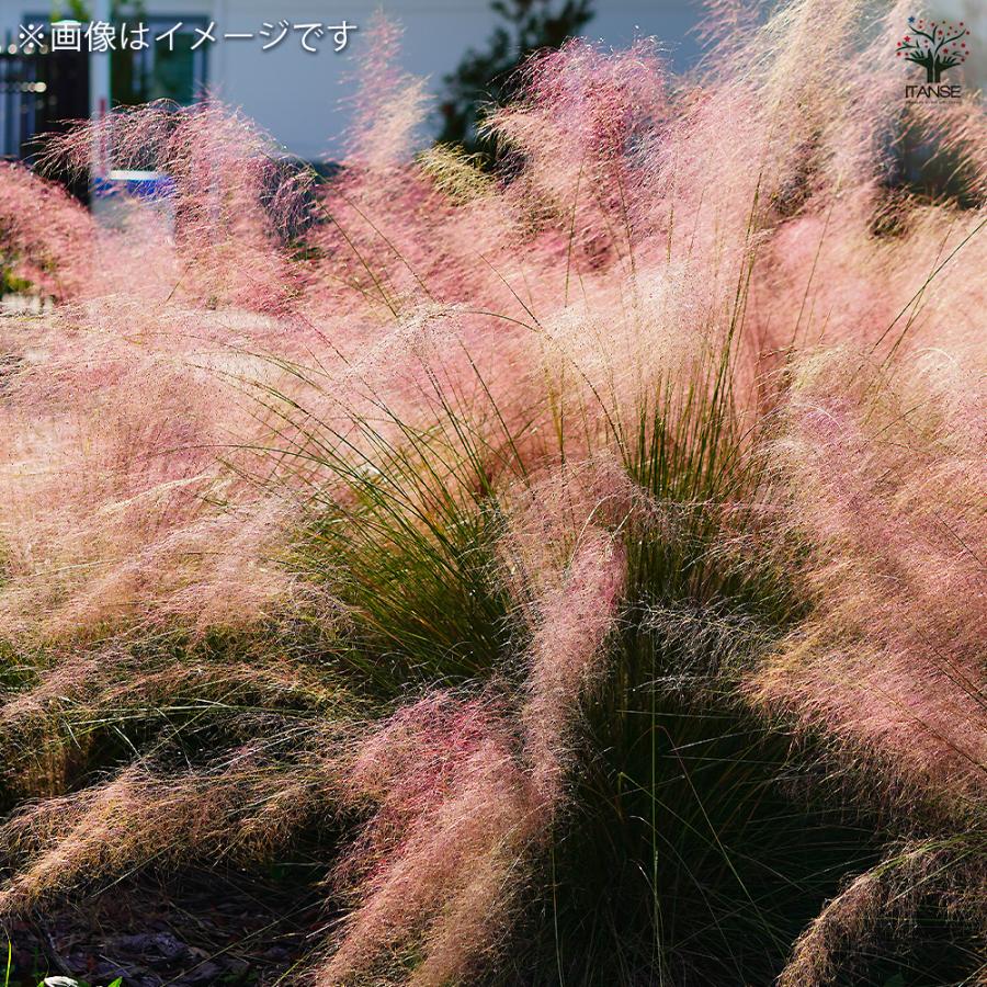 ミューレンベルギア カピラリス 花苗 3.5号/お買い得3個セット 苗 花の