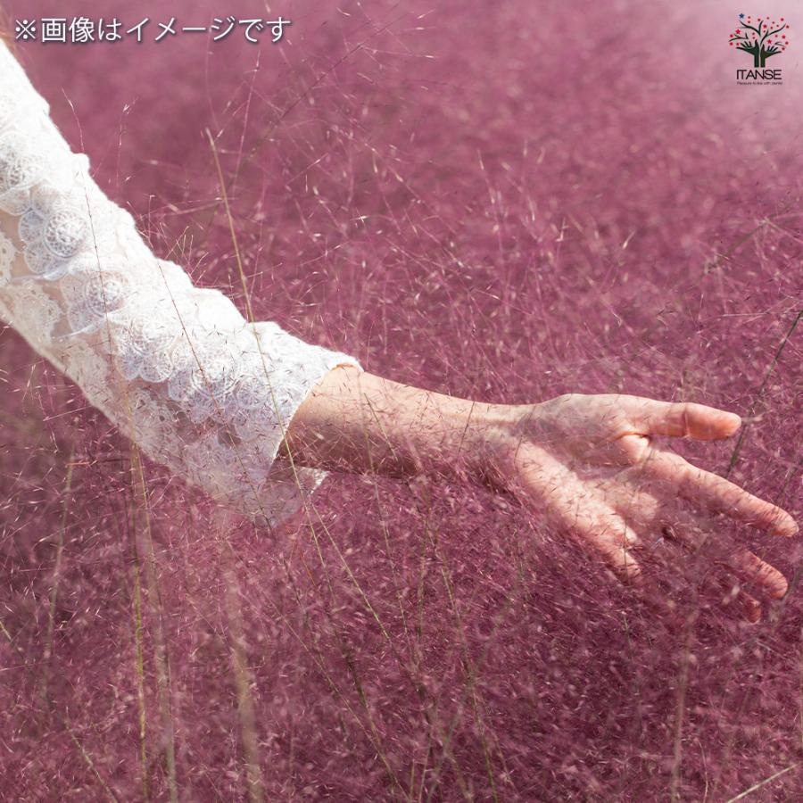 ミューレンベルギア カピラリス 花苗 3.5号/お買い得3個セット 苗 花の