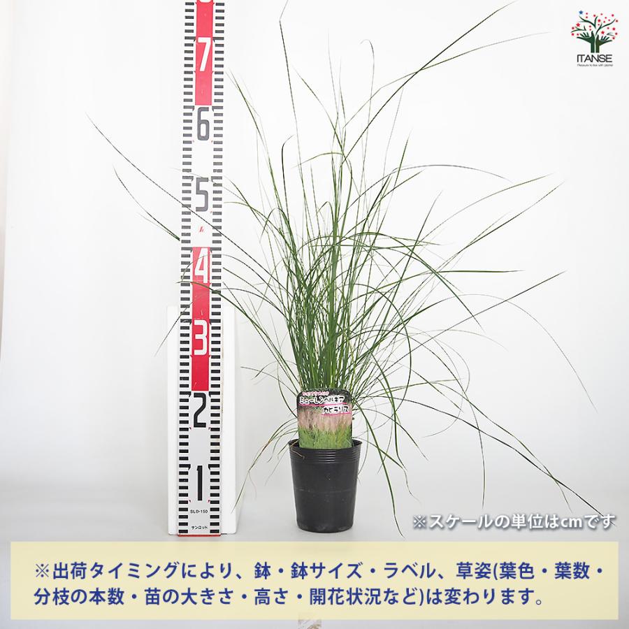 ミューレンベルギア カピラリス 花苗 3.5号/お買い得3個セット 苗 花の