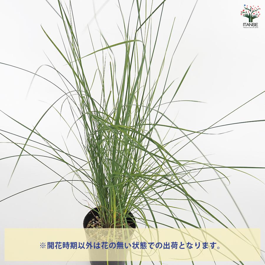 ヨッシー　ミューレンベルギア　カピラリス 25苗セット ミューレンベルギア カピラリス 花苗 3.5号/お買い得3個セット 苗 花の