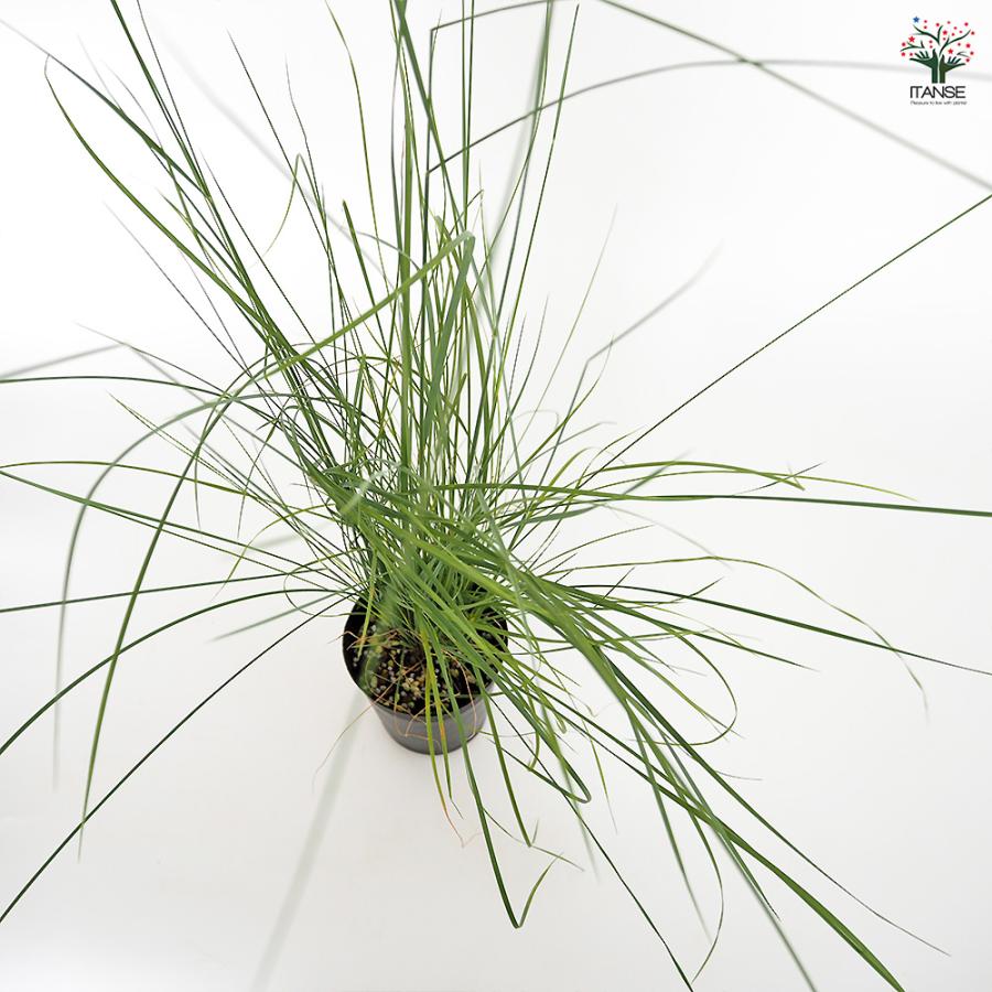 ミューレンベルギア カピラリス 花苗 3.5号/お買い得3個セット 苗 花の