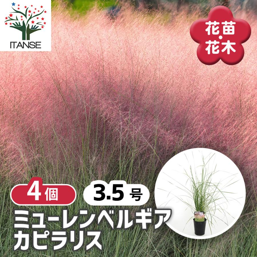 ミューレンベルギア カピラリス 花苗 3.5号/お買い得4個セット 苗 花の