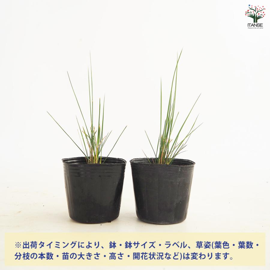 ミューレンベルギア カピラリス 花苗 3.5号/お買い得4個セット 苗 花の