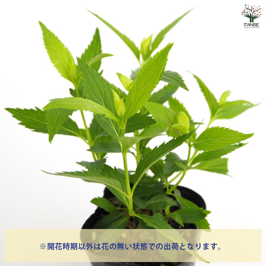 フジバカマ 白花 花苗 3号/1個売り 香草 こうそう 蘭草 らんそう