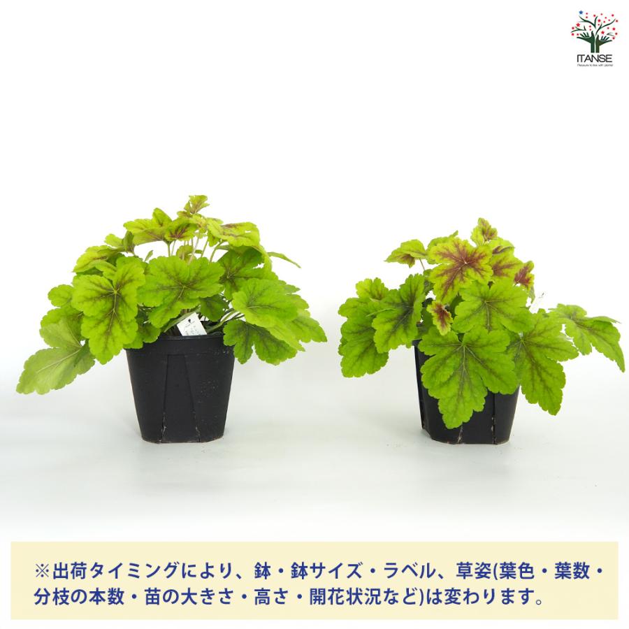 ヒューケラ ヒューケレラ ゴールドゼブラ 花苗 5号/1個売り ひゅーけら
