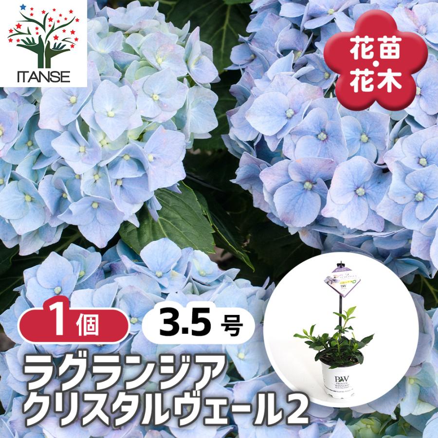ラグランジア クリスタルヴェール2 花木苗 3.5号/1個売り 花木 花木の