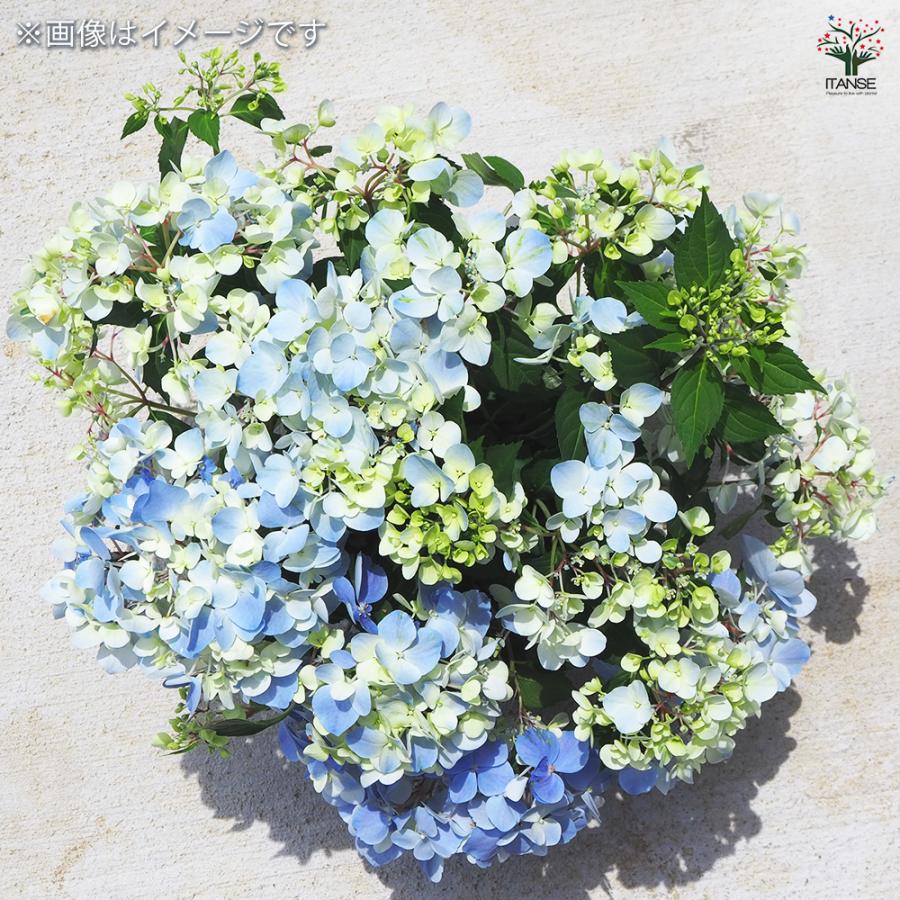 ラグランジア クリスタルヴェール2 花木苗 3.5号/1個売り 花木 花木の