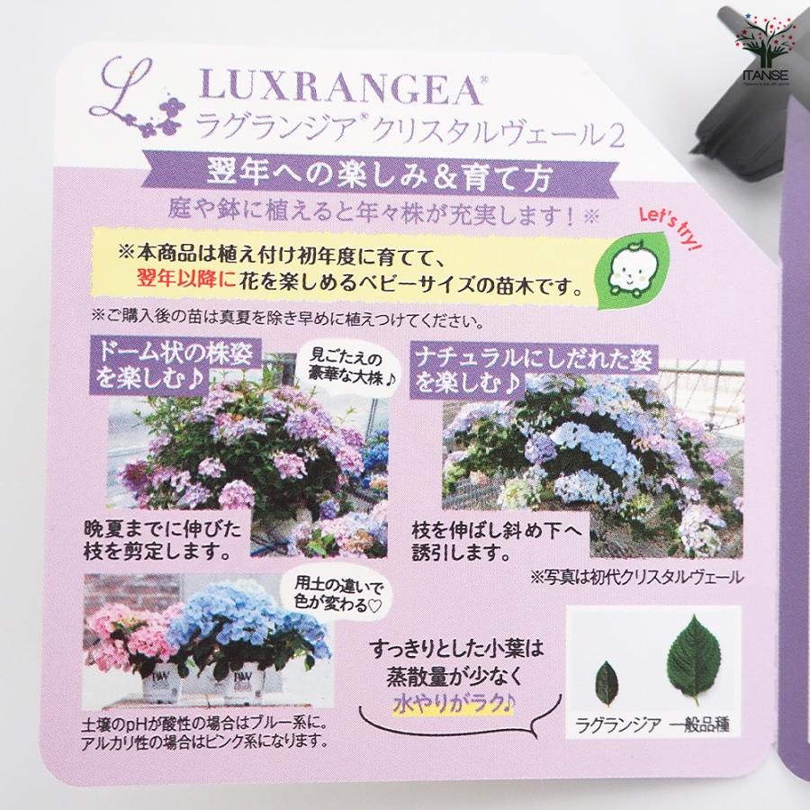 ラグランジア クリスタルヴェール2 花木苗 3.5号/お買い得2個セット