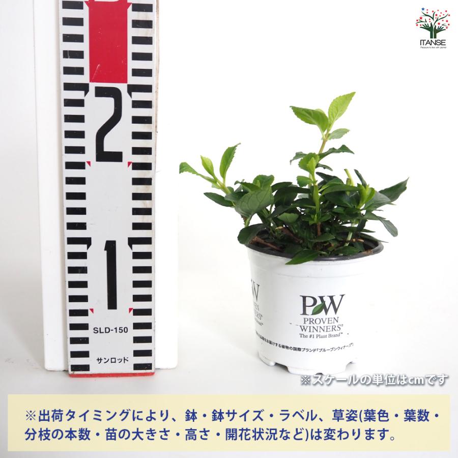 ラグランジア クリスタルヴェール2 花木苗 3.5号/お買い得2個セット