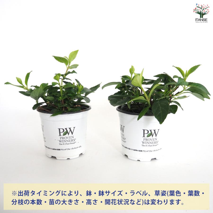 ラグランジア クリスタルヴェール2 花木苗 3.5号/お買い得2個セット