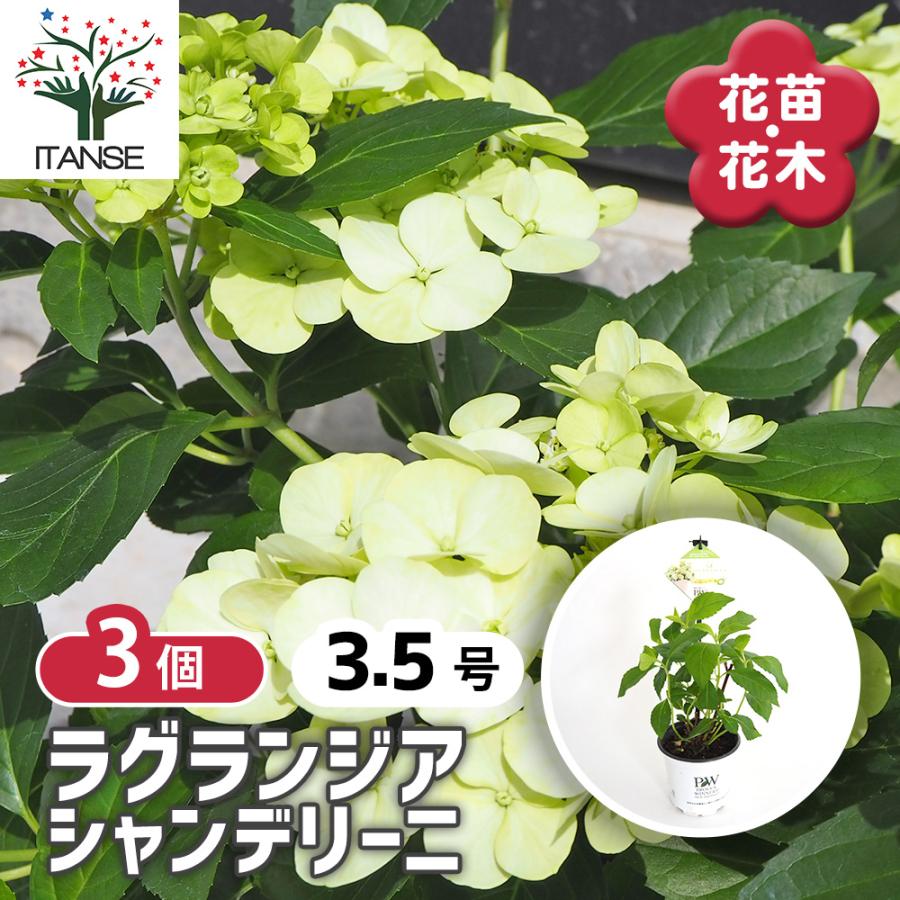 花苗】ラグランジア シャンデリーニ タグ付き 正規品 お花開花中 花苗