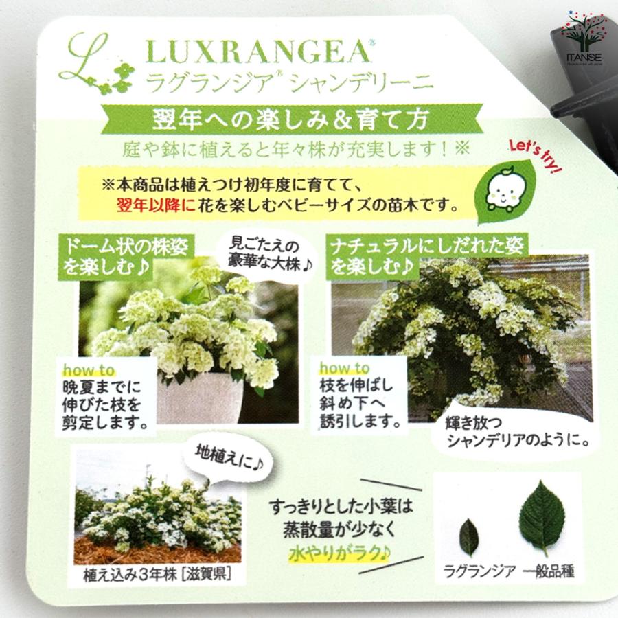 ラグランジア シャンデリーニ 花木苗 3.5号/お買い得4個セット 花木