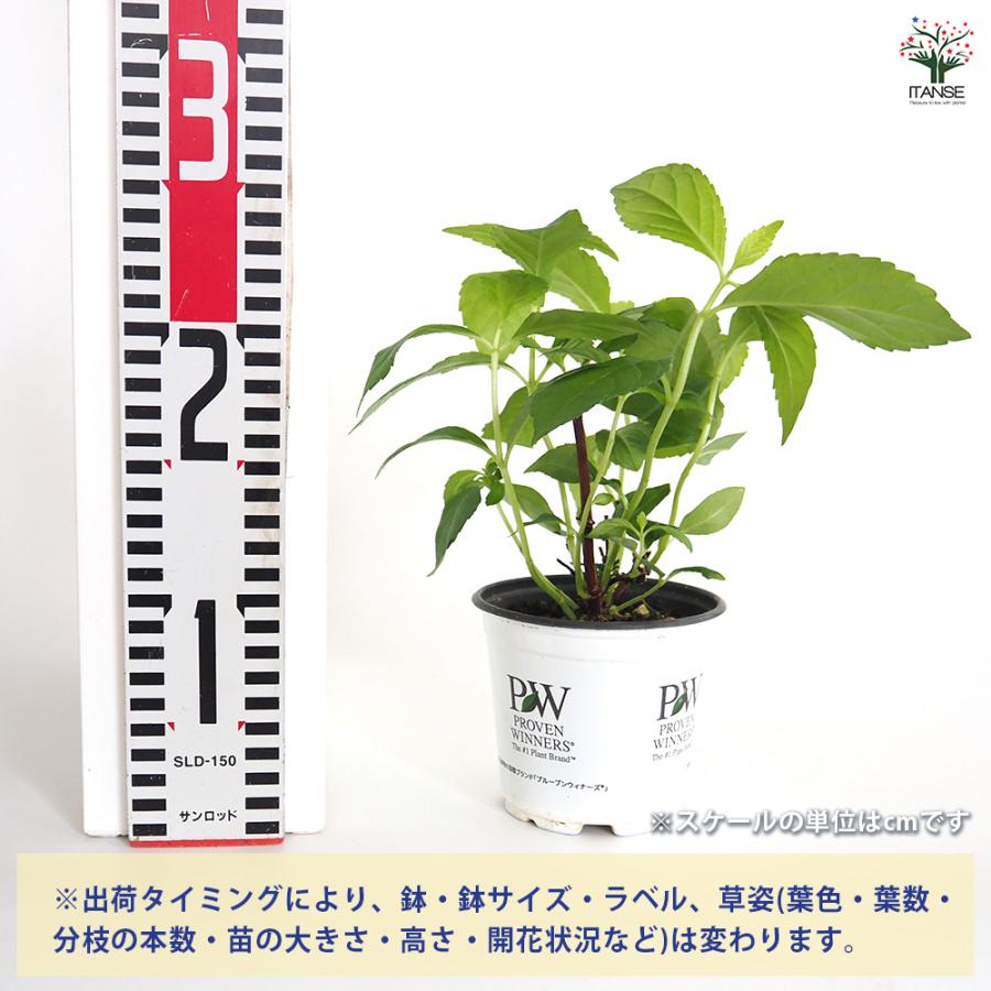 ラグランジア シャンデリーニ 花木苗 3.5号/お買い得4個セット 花木