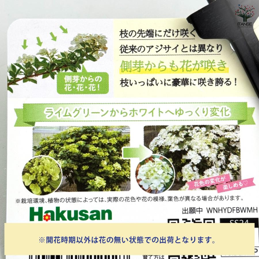 ラグランジア シャンデリーニ 花木苗 3.5号/お買い得4個セット 花木