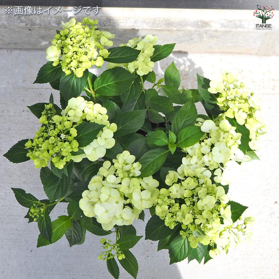 ラグランジア シャンデリーニ 花木苗 3.5号/お買い得4個セット 花木