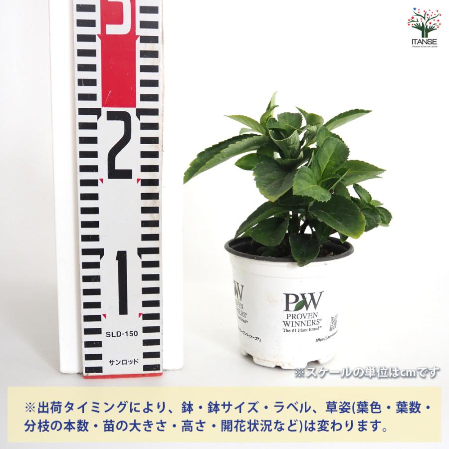ラグランジア ブライダルシャワー 花木苗 3.5号/1個売り 花木 花木の苗