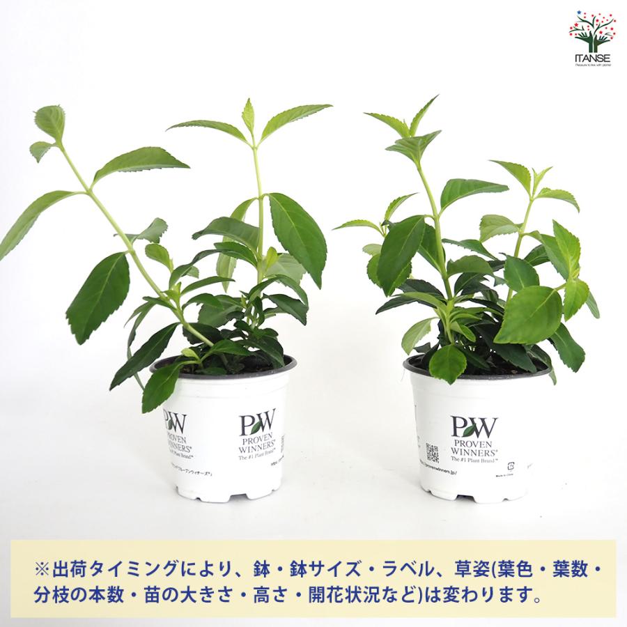ラグランジア オーロランジュ 花木苗 3.5号/1個売り 花木 花木の苗 花