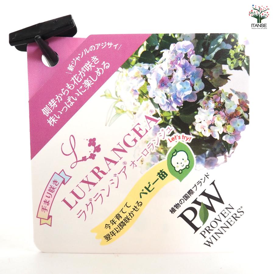 ラグランジア オーロランジュ 花木苗 3.5号/お買い得4個セット 花木
