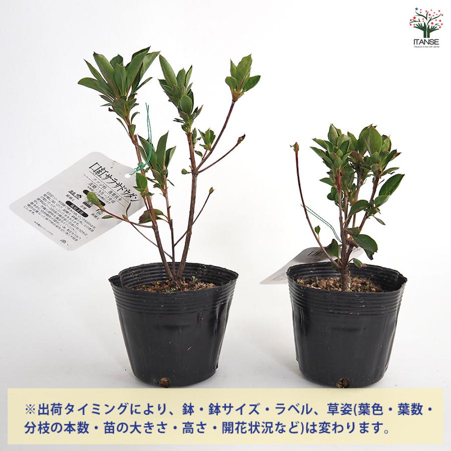 ドウダンツツジ 口紅サラサ 花木苗 3.5号/お買い得2個セット 口紅錦