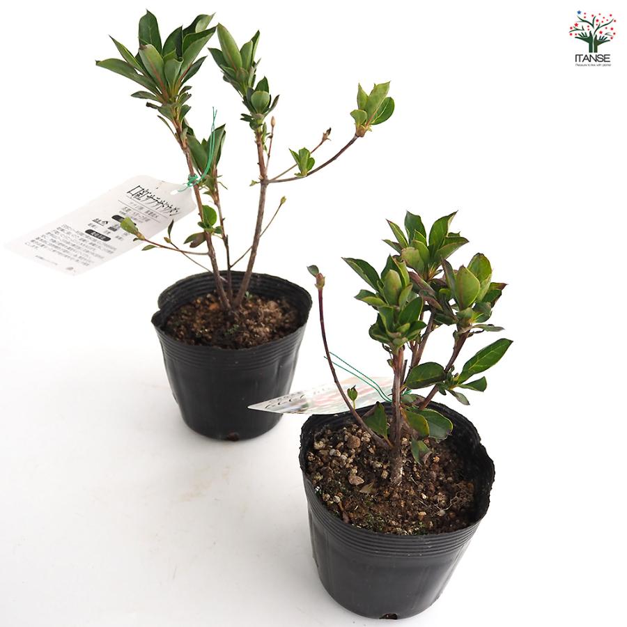 ドウダンツツジ 口紅サラサ 花木苗 3.5号/お買い得2個セット 口紅錦