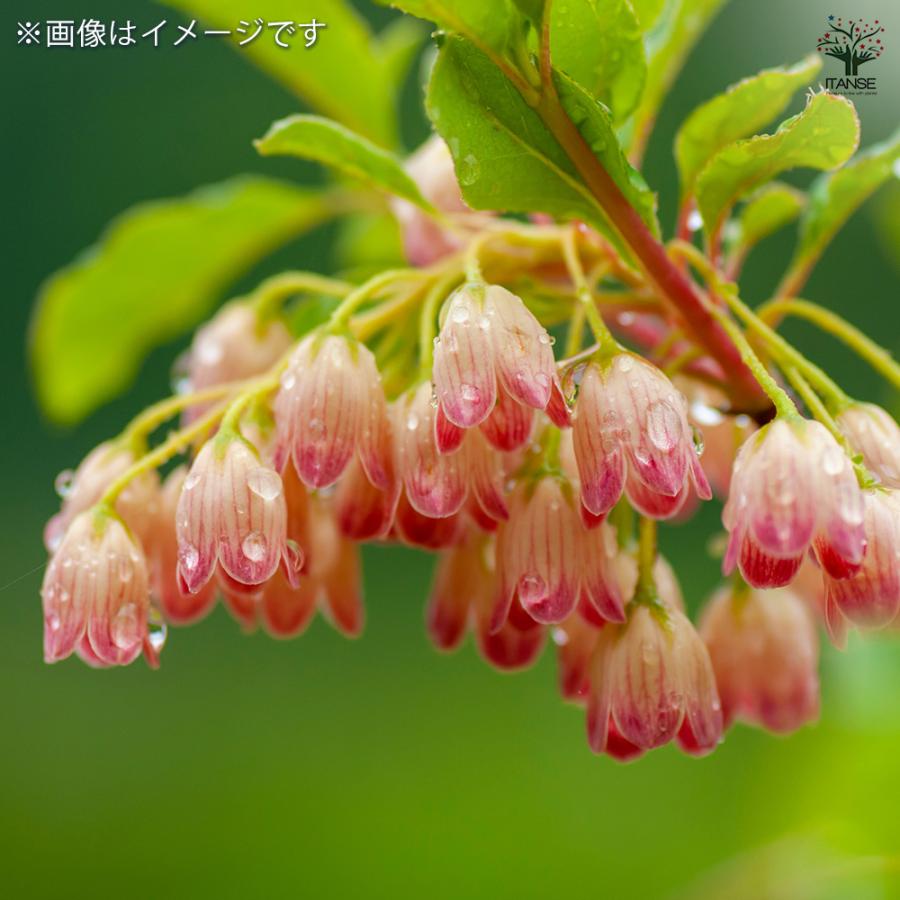 ドウダンツツジ 口紅サラサ 花木苗 3.5号/お買い得2個セット 口紅錦