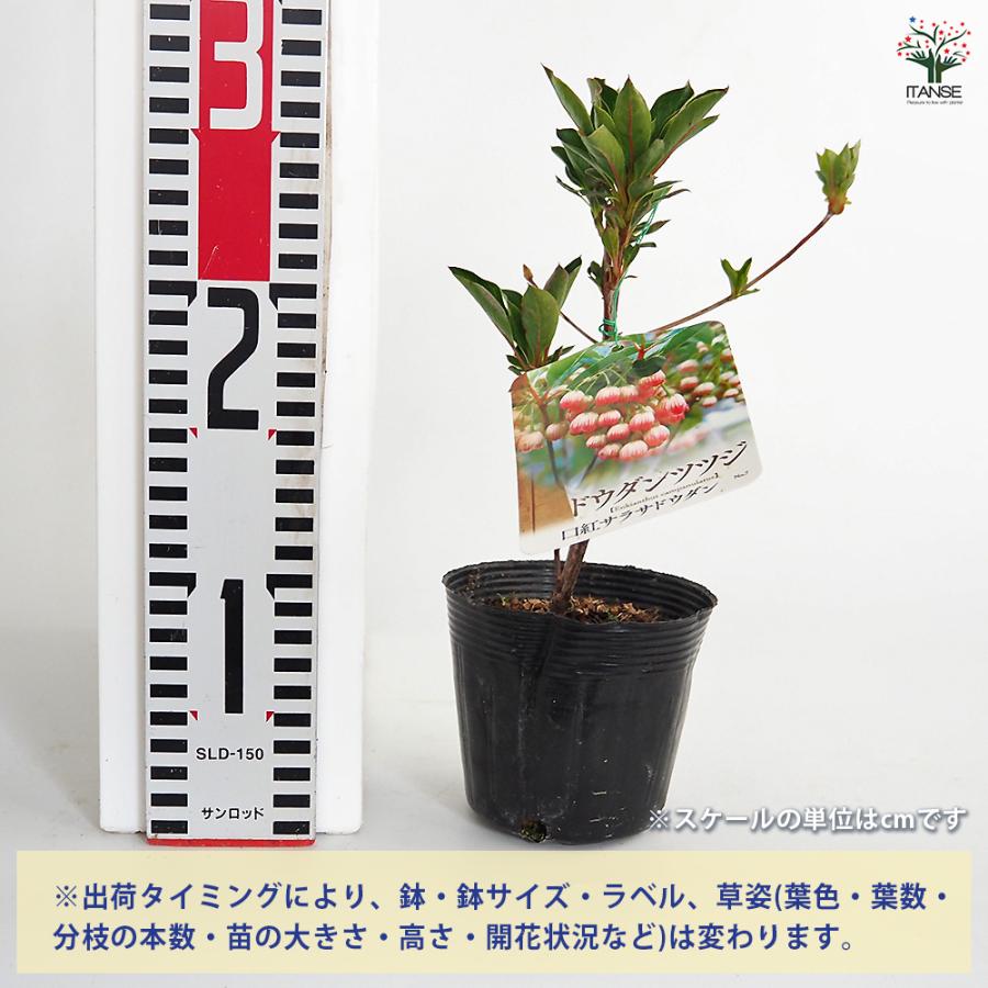 ドウダンツツジ 口紅サラサ 花木苗 3.5号/お買い得6個セット 口紅錦