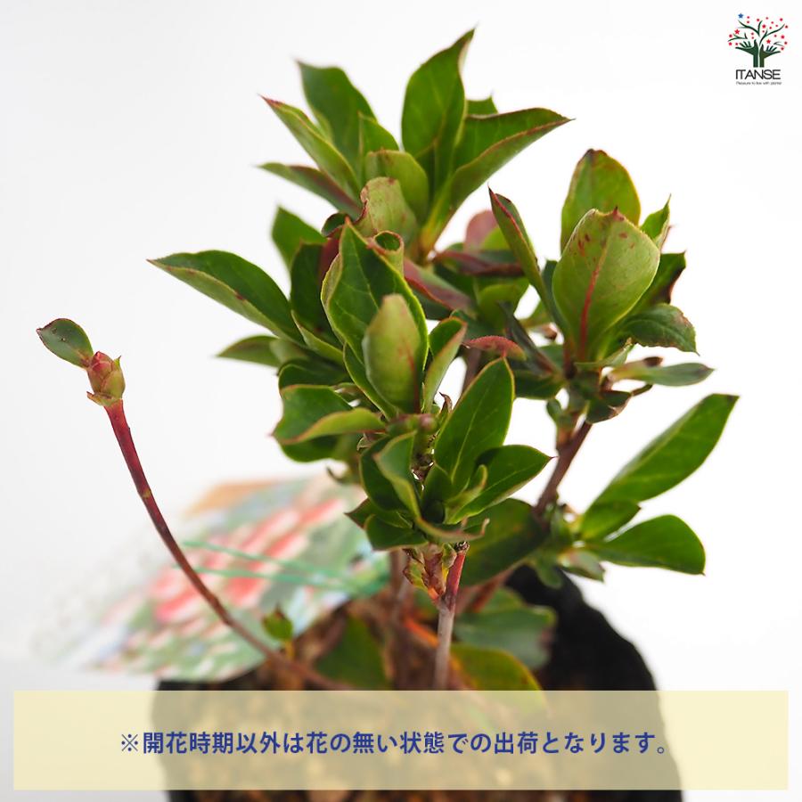 ドウダンツツジ 口紅サラサ 花木苗 3.5号/お買い得6個セット 口紅錦