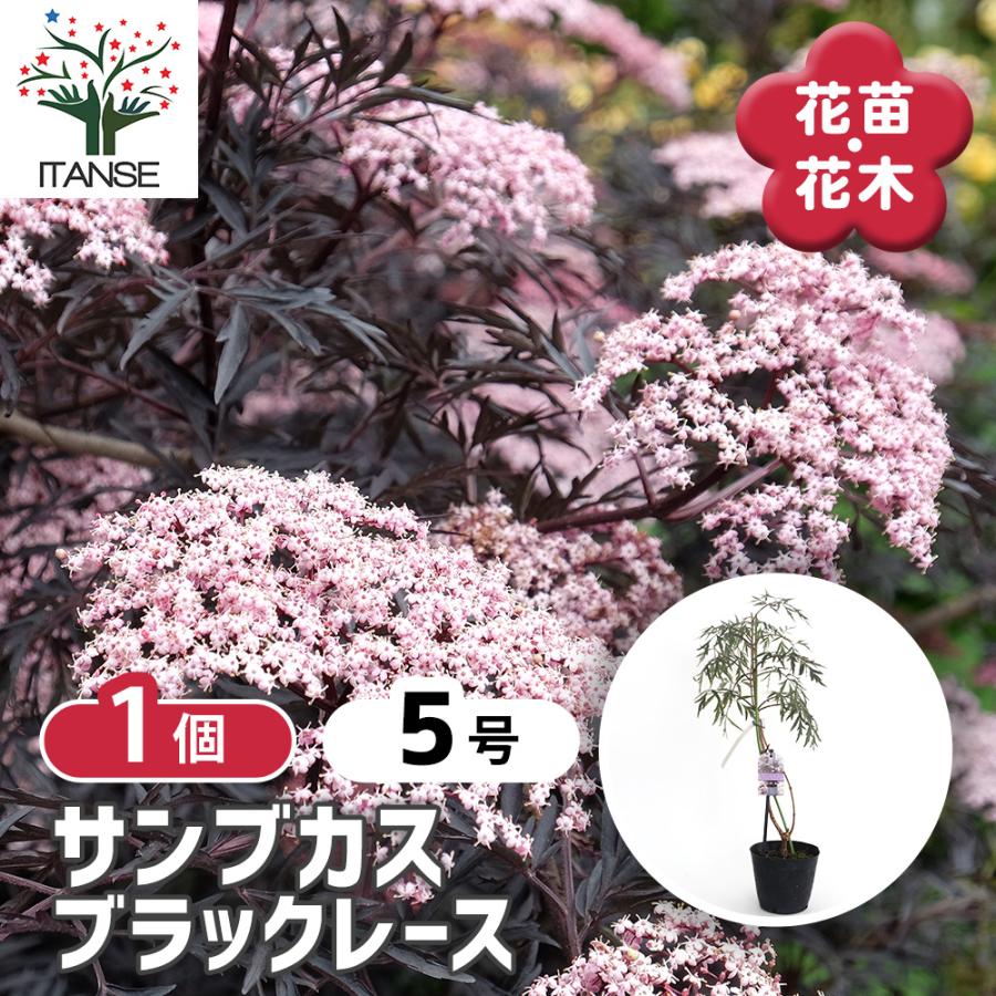 のこのこ　紫陽花　アジサイ　イズミチオリ　サンブカス　ブラックレース サンブカス ブラックレース 花木苗 5号/1個売り シンボルツリー 記念樹