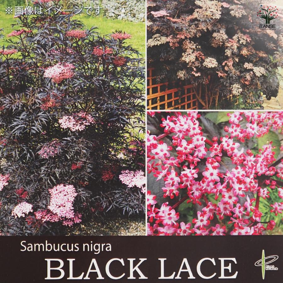 サンブカス ブラックレース 花木苗 5号/1個売り シンボルツリー 記念樹
