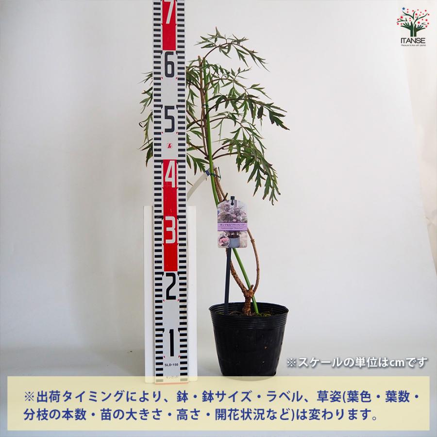 サンブカス ブラックレース 花木苗 5号/1個売り シンボルツリー 記念樹