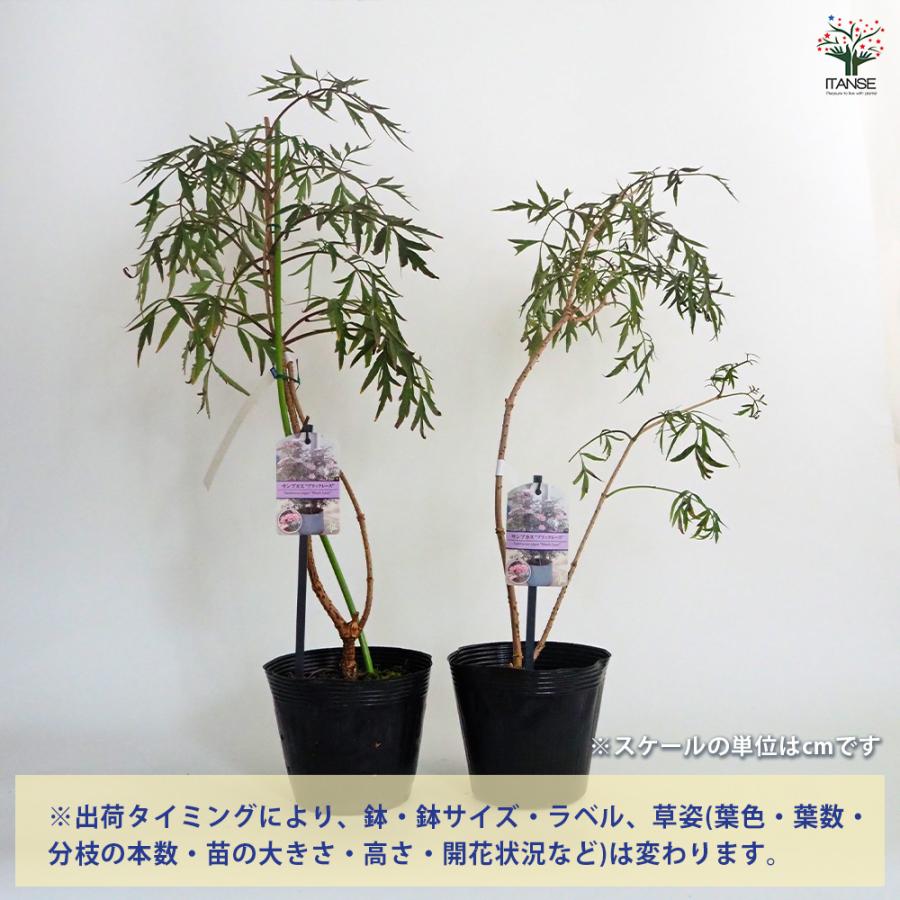 サンブカス ブラックレース 花木苗 5号/1個売り シンボルツリー 記念樹
