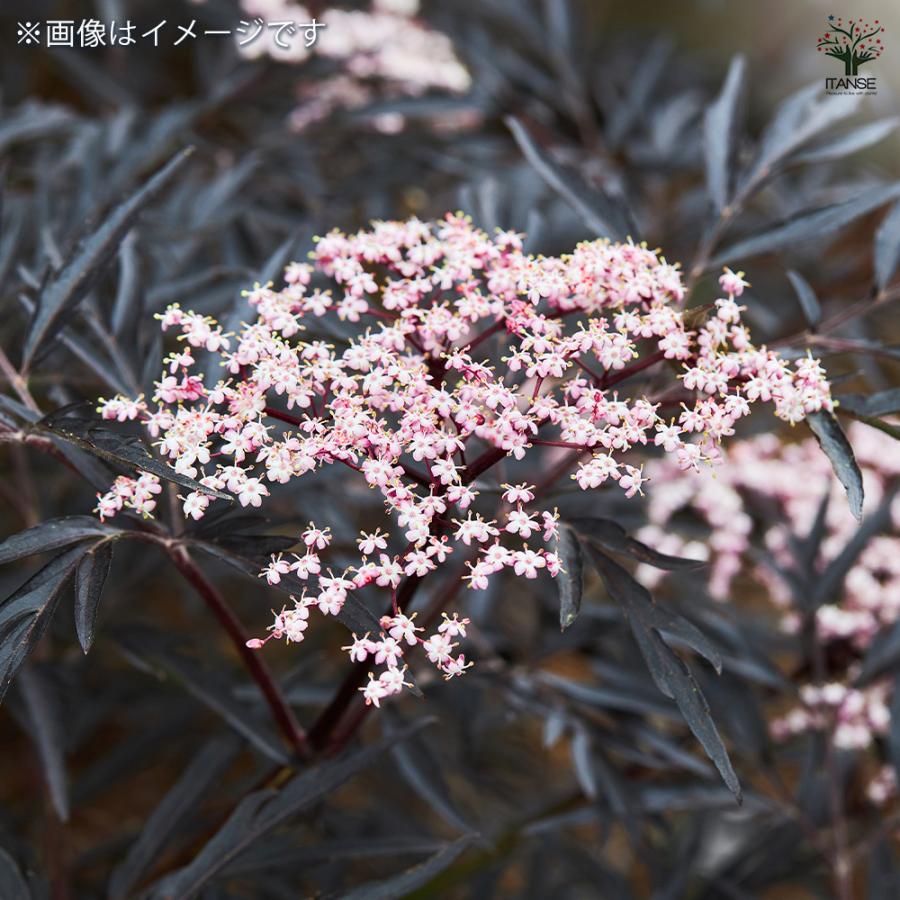 サンブカス ブラックレース 花木苗 5号/1個売り シンボルツリー 記念樹