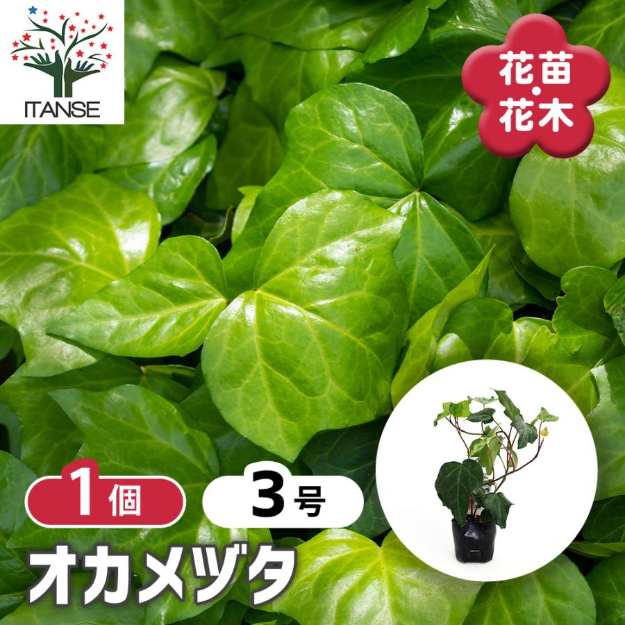 オカメヅタ 花木苗 3号/1個売り ヘデラ・カナリエンシス つる性 常緑