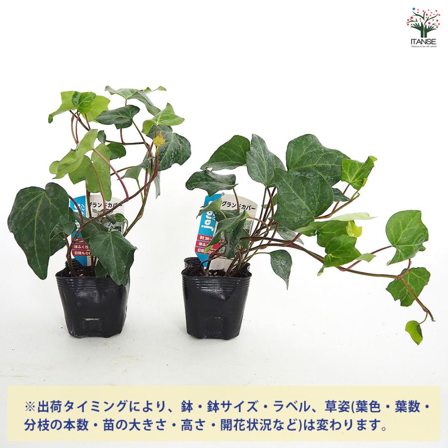 オカメヅタ 花木苗 3号/1個売り ヘデラ・カナリエンシス つる性 常緑