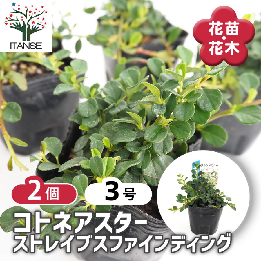 コトネアスター ストレイブスファインディング 花木苗 3号/お買い得2個