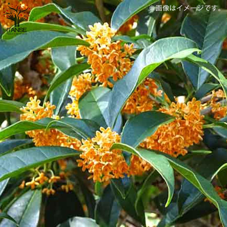 キンモクセイ 花木苗 3.5号/1個売り 花木 花の木 花苗 花の苗 庭園樹木