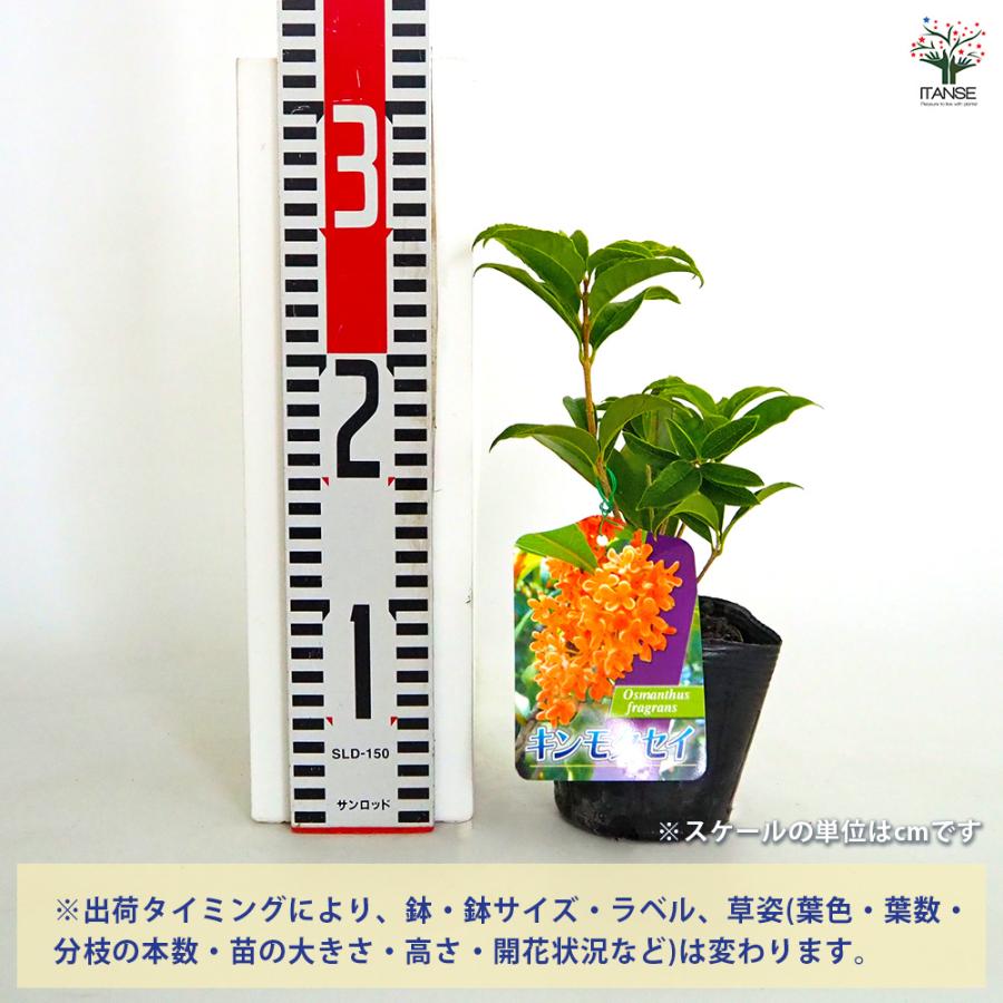 キンモクセイ 花木苗 3.5号/お買い得8個セット 花木 花の木 花苗 花の