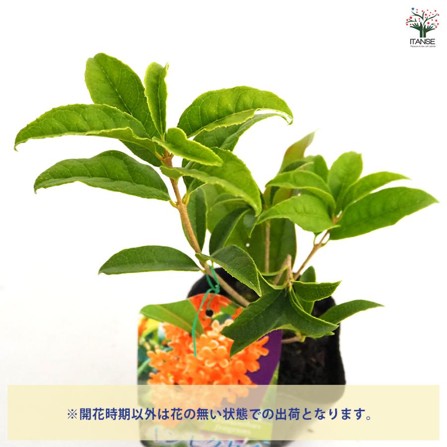 キンモクセイ 花木苗 3.5号/お買い得8個セット 花木 花の木 花苗 花の